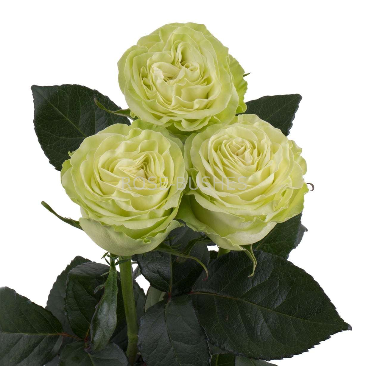 Васаби. Wasabi. (ЧГ) Васаби. Wasabi. (ЧГ)
